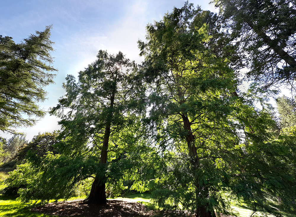Dawn redwoods